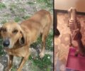 Έγινε καλά και χρειάζεται σπιτικό ο σκύλος που βρέθηκε σκελετωμένος στον Κρόκο Κοζάνης (βίντεο)