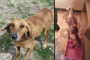 Έγινε καλά και χρειάζεται σπιτικό ο σκύλος που βρέθηκε σκελετωμένος στον Κρόκο Κοζάνης (βίντεο)