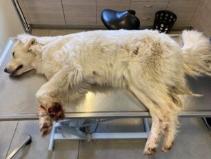 Λιβαδειά Βοιωτίας: Η συρμάτινη θηλιά προκάλεσε τον ακρωτηριασμό του ποδιού του αδέσποτου σκύλου