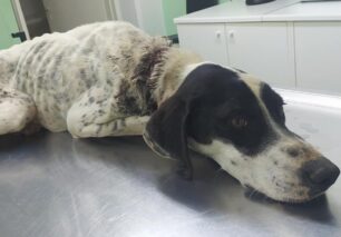 Έσωσε τον σκύλο που βρήκε με τεράστια πληγή από περιλαίμιο στη Μαγούλα Αιτωλοακαρνανίας (βίντεο)