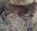 Μαλισσάτικα Μαγνησίας: Νεογέννητο αλογάκι βρέθηκε τραυματισμένο πλάι σε κάδο σκουπιδιών