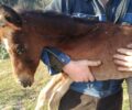 Πέθανε αλογάκι που βρέθηκε τραυματισμένο πλάι σε κάδο σκουπιδιών στα Μαλισσάτικα Μαγνησίας