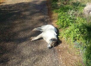 Μάνδρα Αττικής: Σκύλος δηλητηριασμένος από φόλα στο Φίχθι