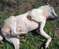 Πυροβόλησε και σκότωσε αδέσποτο σκύλο στον Μεγαπλάτανο Φθιώτιδας