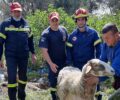 Μέγαρα Αττικής: Πυροσβέστες έσωσαν πρόβατο που έπεσε σε πηγάδι