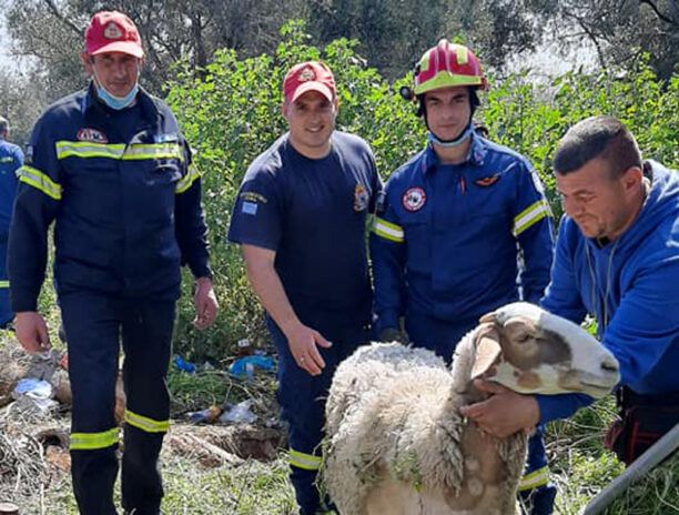 Μέγαρα Αττικής: Πυροσβέστες έσωσαν πρόβατο που έπεσε σε πηγάδι