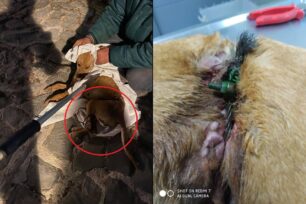 Μέτσοβο Ιωαννίνων: Έσωσαν σκύλο βαριά τραυματισμένο από συρμάτινη θηλιά κυνηγού
