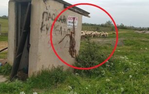 Μητρόπολη Καρδίτσας: Κρέμασε ζωντανή αλεπού ανάποδα έξω από το γήπεδο του χωριού (βίντεο)