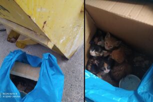 Μοσχάτο Αττικής: Πέταξε στα μπάζα 5 νεογέννητα γατάκια (βίντεο)