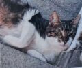 Χάθηκε αρσενική γάτα στο Ηράκλειο Αττικής