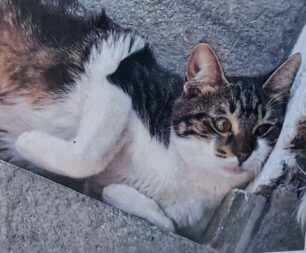 Χάθηκε αρσενική γάτα στο Ηράκλειο Αττικής