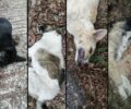 Νάουσα Ημαθίας: 4 σκυλιά δολοφονημένα με φόλες σε χώρο φιλοξενίας αδέσποτων