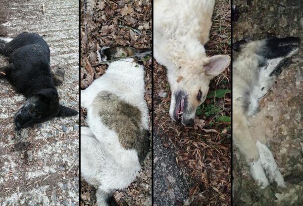 Νάουσα Ημαθίας: 4 σκυλιά δολοφονημένα με φόλες σε χώρο φιλοξενίας αδέσποτων
