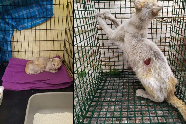 Έκκληση για φιλοξενία και κάλυψη του κόστους περίθαλψης αδέσποτης γάτας που βρέθηκε εξαθλιωμένη στη Νέα Ιωνία Αττικής