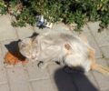 Έκκληση για τη σωτηρία άρρωστης γάτας στη Νέα Ιωνία Αττικής