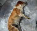 Σκύλος νεκρός από φόλα στη Νέα Κερασούντα Πρέβεζας