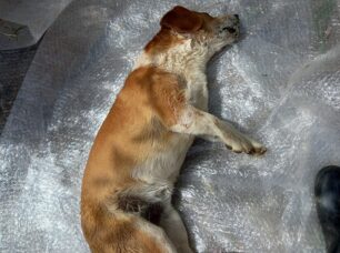 Σκύλος νεκρός από φόλα στη Νέα Κερασούντα Πρέβεζας