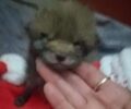 Φροντίζουν μωρό αλεπουδάκι που βρέθηκε σε κεντρικό δρόμο στη Νέα Πέραμο Αττικής