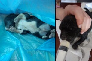 Νεάπολη Λακωνίας: Βρήκε τρία νεογέννητα κουτάβια πεταμένα σε κάδο – Το ένα ήταν ήδη νεκρό