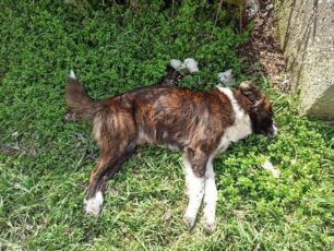 Με φόλες δολοφόνησε σκυλιά στο Νεστόριο Καστοριάς