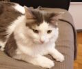 Χάθηκε θηλυκή γάτα στην Κηφισιά Αττικής
