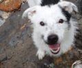 Χάθηκε αρσενικός ασπρόμαυρος σκύλος στη δυτική παραλία Καλαμάτας