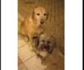 Ηράκλειο Κρήτης: Χάθηκαν δύο σκυλιά από τον Βραχόκηπο - Κοκκίνη Χάνι