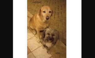 Ηράκλειο Κρήτης: Χάθηκαν δύο σκυλιά από τον Βραχόκηπο - Κοκκίνη Χάνι