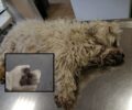 Με κεφτεδάκια - φόλες δολοφόνησε σκυλιά στον Οξύλιθο Εύβοιας