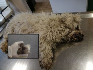 Με κεφτεδάκια - φόλες δολοφόνησε σκυλιά στον Οξύλιθο Εύβοιας