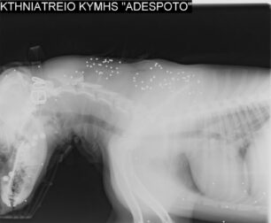 Βρήκαν αδέσποτο σκύλο πυροβολημένο από κυνηγό στον Οξύλιθο Εύβοιας