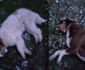 Λέσβος: Τρία σκυλιά δολοφονημένα με φόλες στην Παγανή