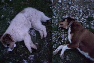 Λέσβος: Τρία σκυλιά δολοφονημένα με φόλες στην Παγανή