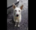 Χάθηκε αρσενικός λευκός σκύλος με κομμένη ουρά στο Μενίδι Αττικής