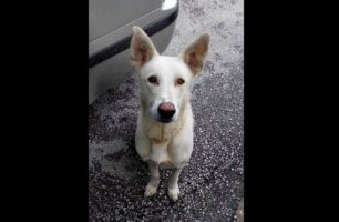 Χάθηκε αρσενικός λευκός σκύλος με κομμένη ουρά στο Μενίδι Αττικής