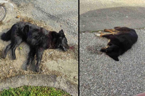 Μαζική δολοφονία αδέσποτων σκυλιών στο Παραλίμνιο Σερρών