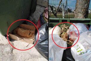 Πάτμος: Γάτες δολοφονημένες με φόλες στην Σκάλα