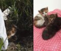 Αχαΐα: Βρήκε νεογέννητα γατάκια σε σακούλα πεταμένα σε χωράφι στου Ψάχου Πάτρας