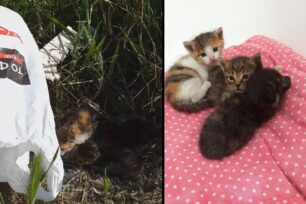 Αχαΐα: Βρήκε νεογέννητα γατάκια σε σακούλα πεταμένα σε χωράφι στου Ψάχου Πάτρας