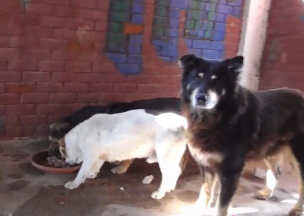 Συνελήφθη ο άνδρας που δηλώνει σε βίντεο ότι σκότωσε σκυλιά με φόλες στην Περαία Θεσσαλονίκης