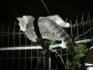 Έσωσαν γάτα που καρφώθηκε σε περίφραξη σπιτιού στο Περιστέρι Αττικής