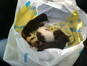 Πετρούπολη Αττικής: Ζωντανά γατάκια μέσα σε σακούλα σε κάδο σκουπιδιών