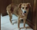 Χάθηκε αρσενικός σκύλος στο Χαλάνδρι Αττικής