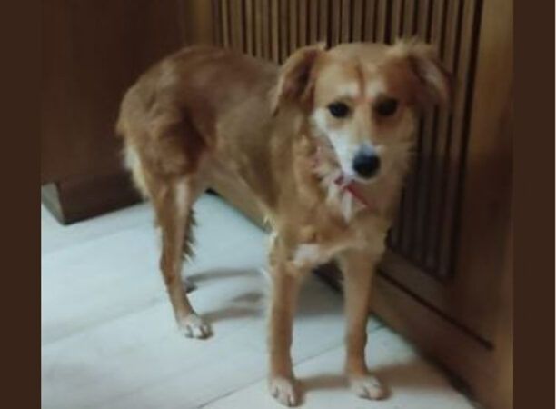 Χάθηκε αρσενικός σκύλος στο Χαλάνδρι Αττικής