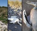Καλώδια - παγίδα θανάτου για αργυροπελεκάνους και άλλα πουλιά στη Λιμνοθάλασσα Μεσολογγίου