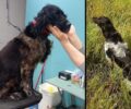 Ριγανόκαμπος Αχαΐας: Άλλαξαν μικροτσίπ και έβαψαν τρίχωμα σκύλου για να μην τον εντοπίσει ο ιδιοκτήτης του
