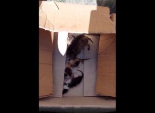 Σάμος: Νεογέννητα γατάκια ζωντανά πεταμένα σε κάδο σκουπιδιών στο Καρλόβασι (βίντεο)