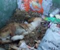 Σάμος: Βρήκε τον τραυματισμένο σκύλο ζωντανό πεταμένο σε κάδο σκουπιδιών (βίντεο)