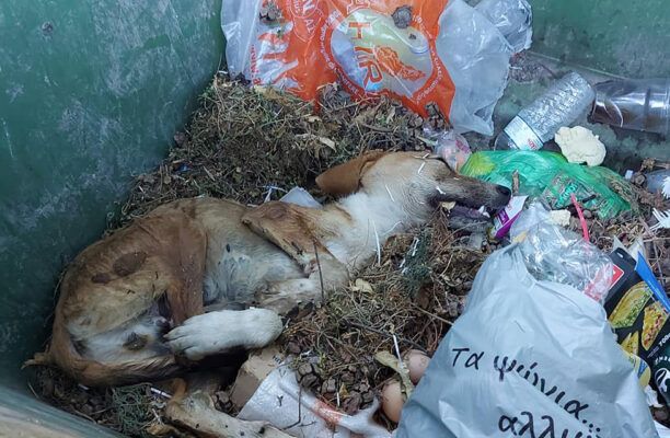 Σάμος: Βρήκε τον τραυματισμένο σκύλο ζωντανό πεταμένο σε κάδο σκουπιδιών (βίντεο)