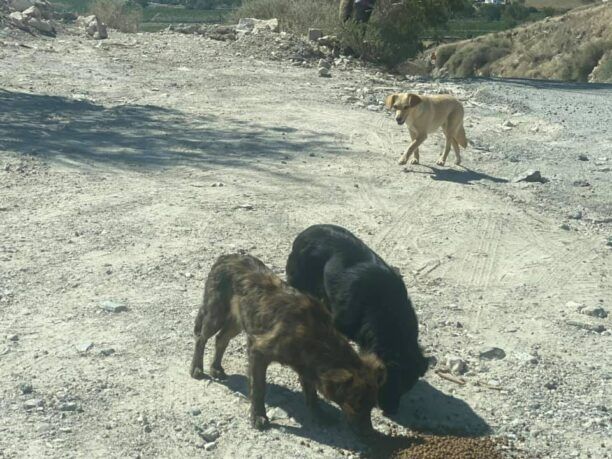 Δήμος Θήρας: Συνεχίζεται η ψηφιακή καταγραφή των αδέσποτων στη Σαντορίνη